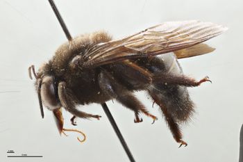 Media type: image;   Entomology 534803 Aspect: habitus lateral view
